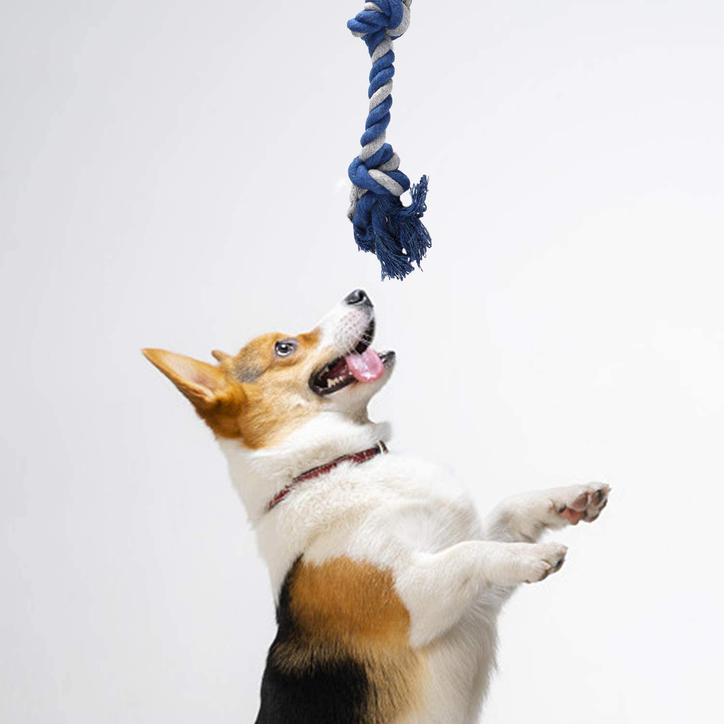M JJYPET Small Dog Chew Toys,Puppy Teething Toys, No Stuffing and Stuffing Squeaky Toys
