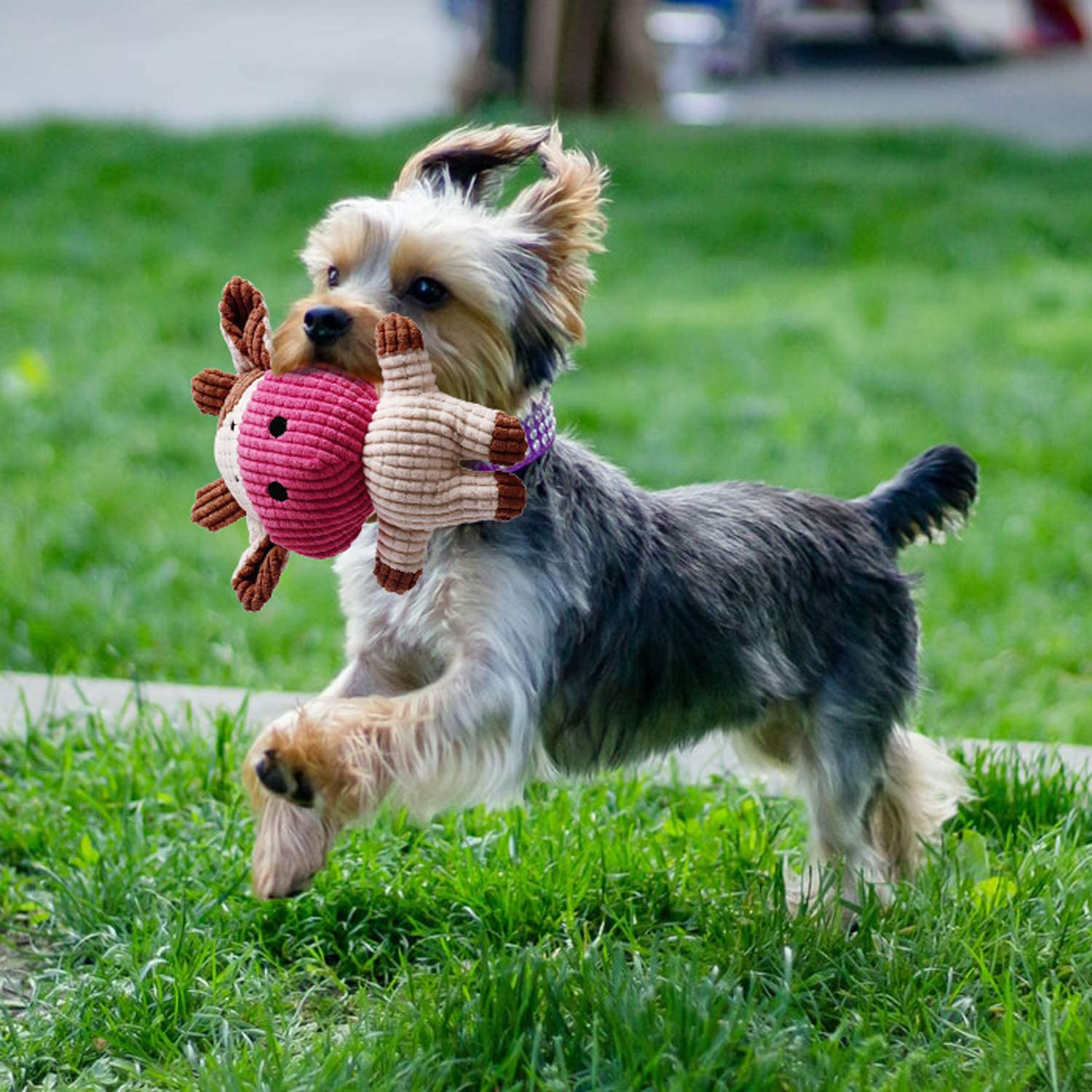 Toozey Puppy Toys for Small Dogs, 7 Pack Small Dog Toys, Cute Calf Squeaky Toys for Dogs, Durable Puppy Teething Toys, 100% Natural Cotton Ropes Chew Toys for Puppies, Non-Toxic and Safe