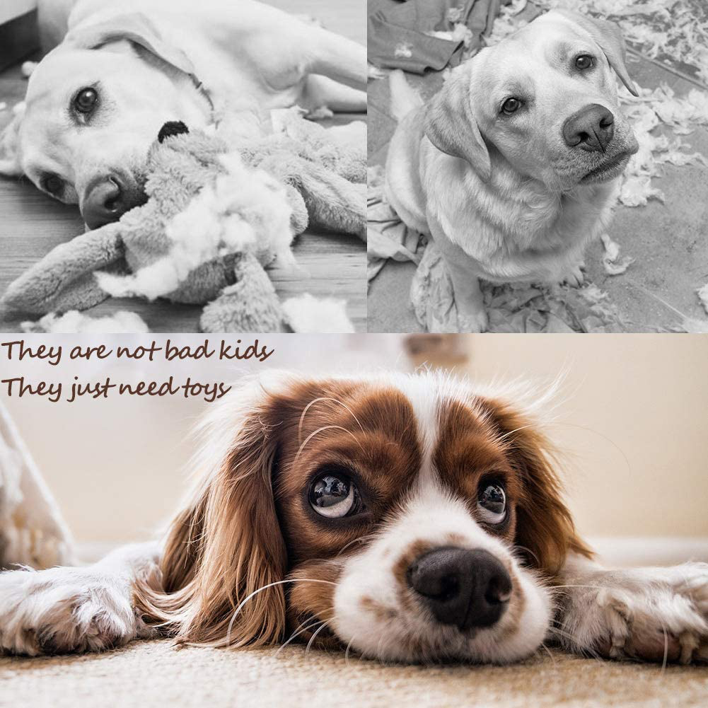 PLAYJOY Small Dog Toys/Puppy Chew Toys,10 Pack Interactive Dog Toys for Boredom, Cute Dog Toys for Small/Medium Dogs, Squeaky Plush Dog Toys, Dog Rope Toys